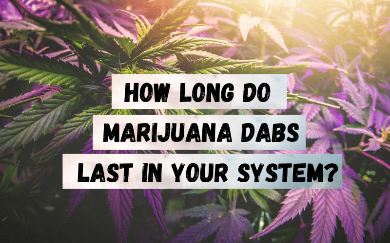 how long do marijuana dabs last in your system